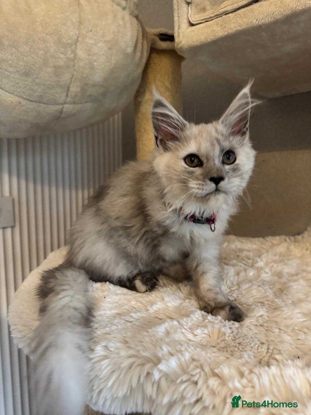 Maine Coon cats for sale: Stunning Maine Coon girls  - Image 15