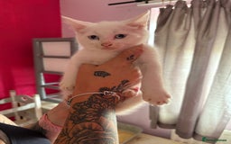 Mixed Breed cats for sale: 2 kittens left  - Image 1