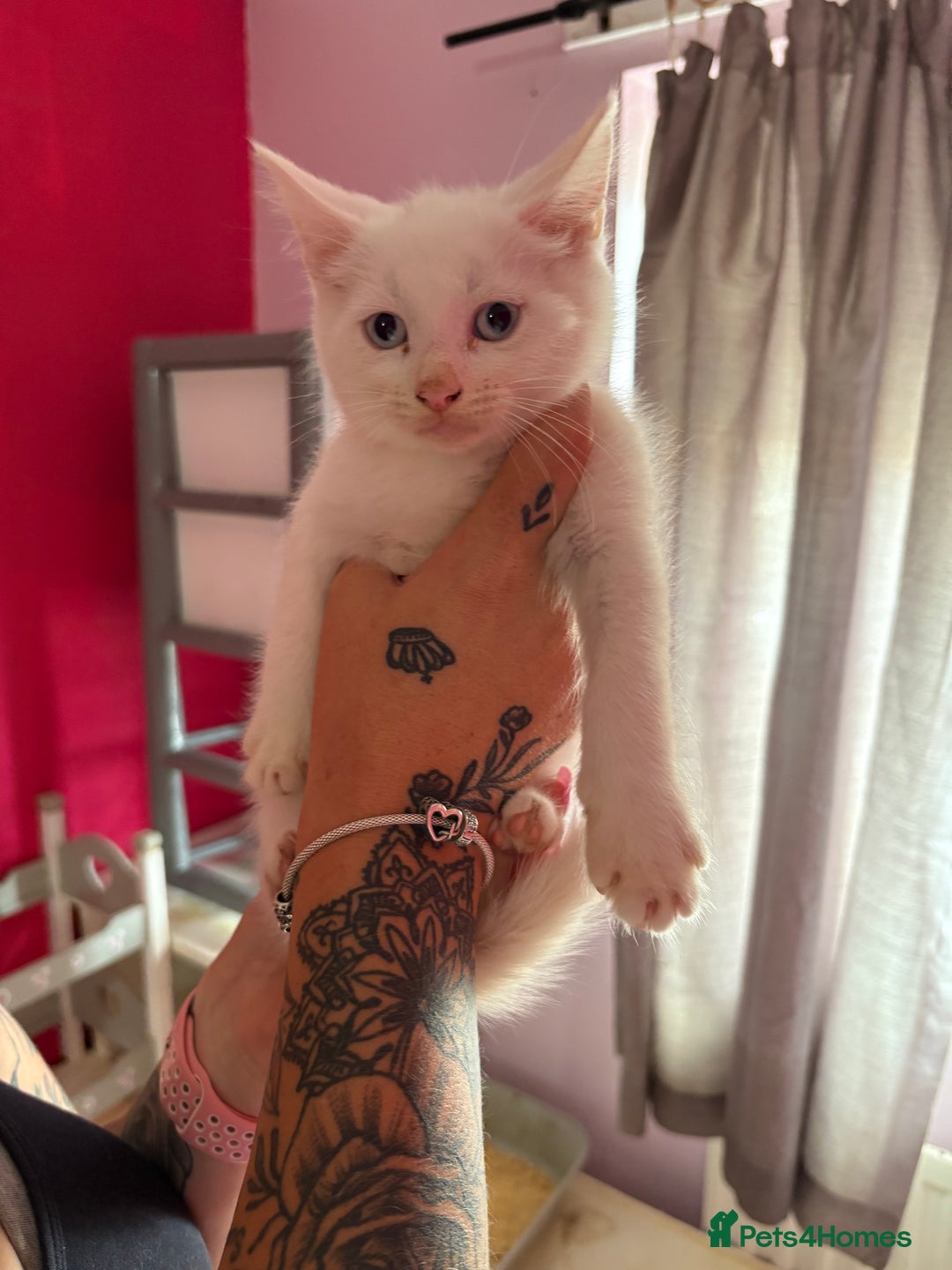 Mixed Breed cats for sale: 2 kittens left  - Image 1