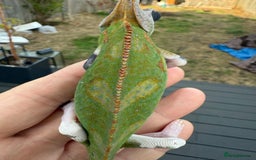 Chameleon reptiles for sale: Chameleon  - Image 4