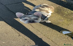 French Bulldog dogs for sale: Hugo French bull dog  - Image 2