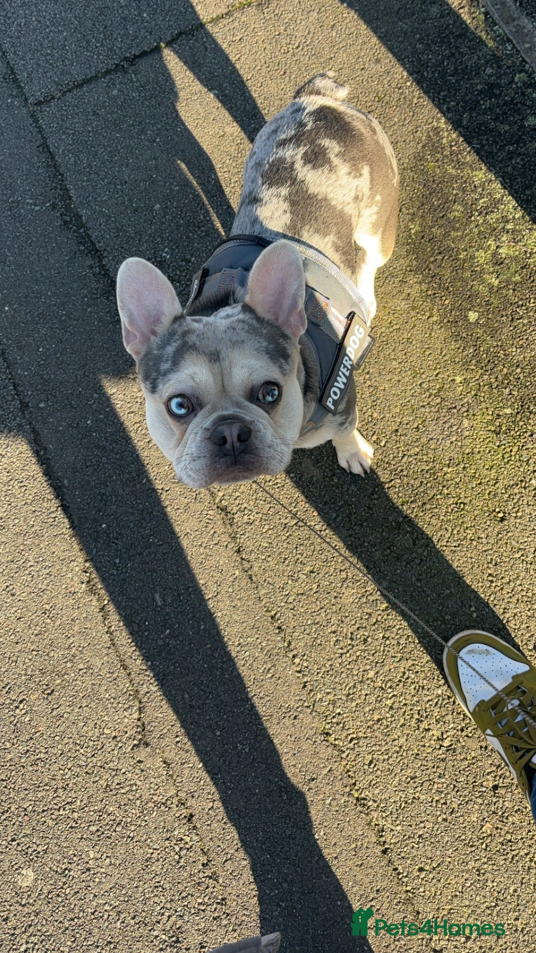 French Bulldog dogs for sale: Hugo French bull dog  - Image 2