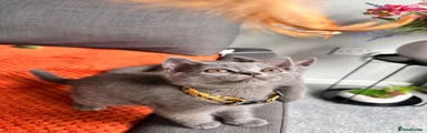 British Shorthair 4