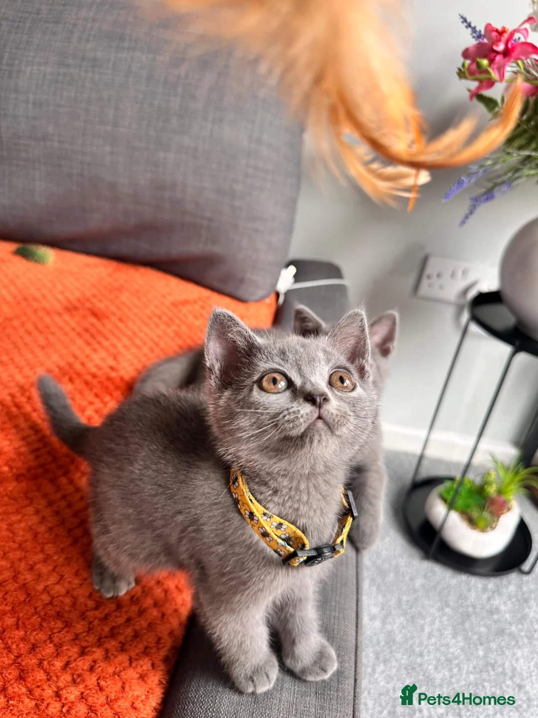 British Shorthair cats for sale: British shorthair kittens  in Skelmersdale - Advert 2