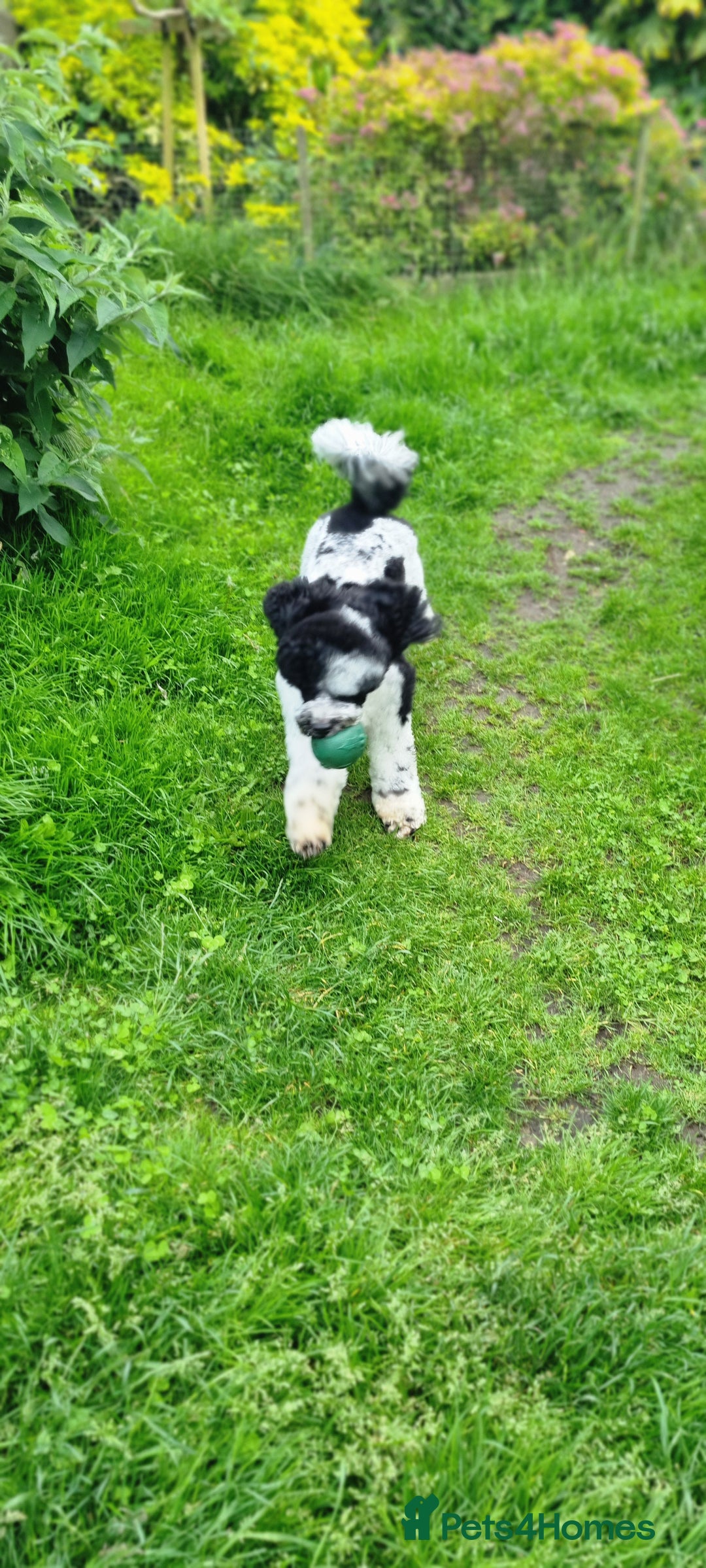 Miniature Poodle dogs for stud: Gorgeous Parti Miniature Poodle - Advert 23