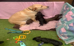 Cockerdor dogs for sale: Labrador x Cocker babies  - Image 5