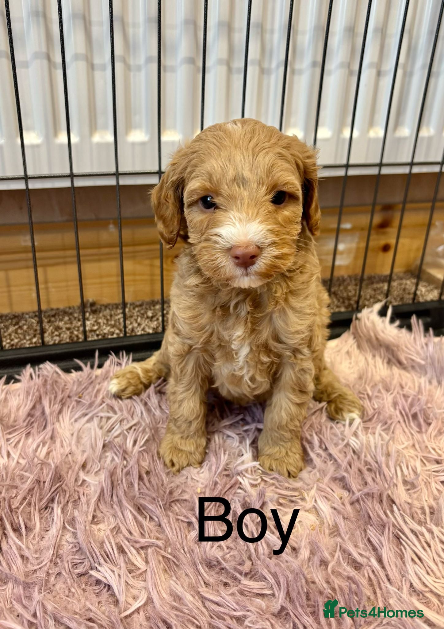 Cockapoo dogs Cockapoo Boy Ready Now - Advert 9