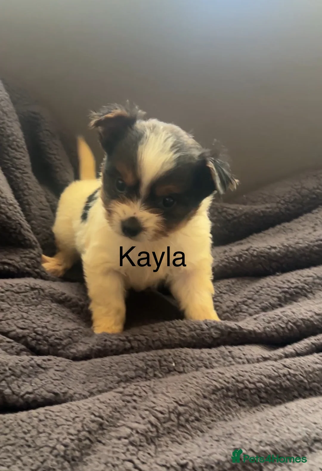 Biewer Terrier dogs for sale: Beautiful Biewer terrier puppies for sale  - Advert 2