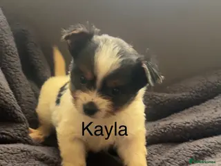 Biewer Terrier dogs Beautiful Biewer terrier puppies for sale - Advert 2