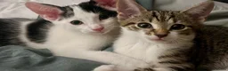 Bengal cats for sale: Two Tabby’s girls to go together preferably  in Doncaster - Advert 2