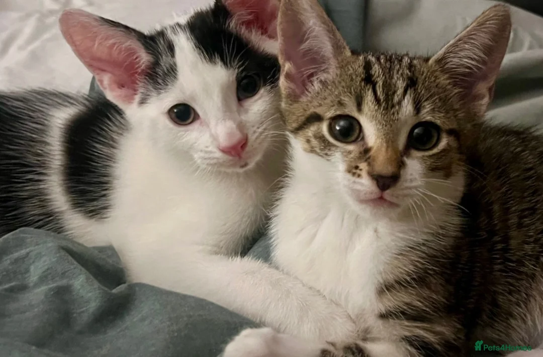 Bengal cats for sale: Two Tabby’s girls to go together preferably  in Doncaster - Advert 2