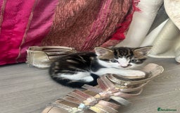 British Shorthair cats for sale: Beautiful British short hair x Maine coone kittens - Image 9