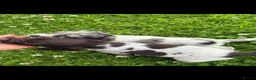 Cocker Spaniel dogs for sale: Cocker spaniel puppies in Llanelli - Advert 4