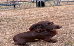 Cocker Spaniel dogs for sale: Well bred KC working cockers  - Image 14