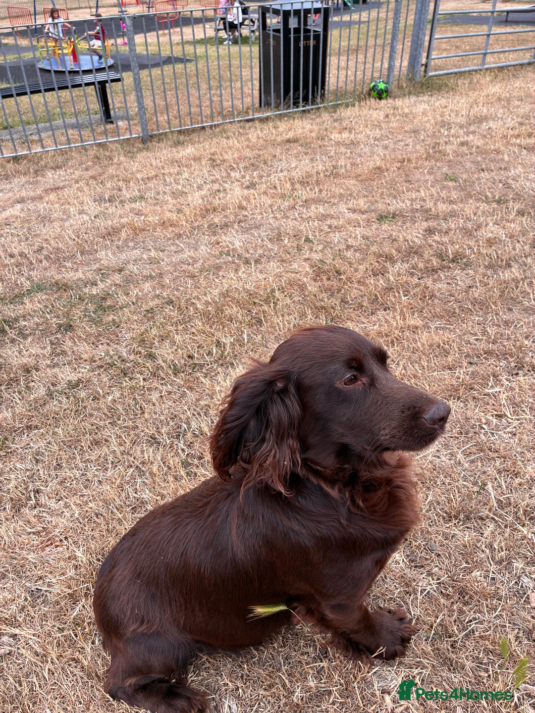 Cocker Spaniel dogs for sale: Well bred KC working cockers  - Image 14