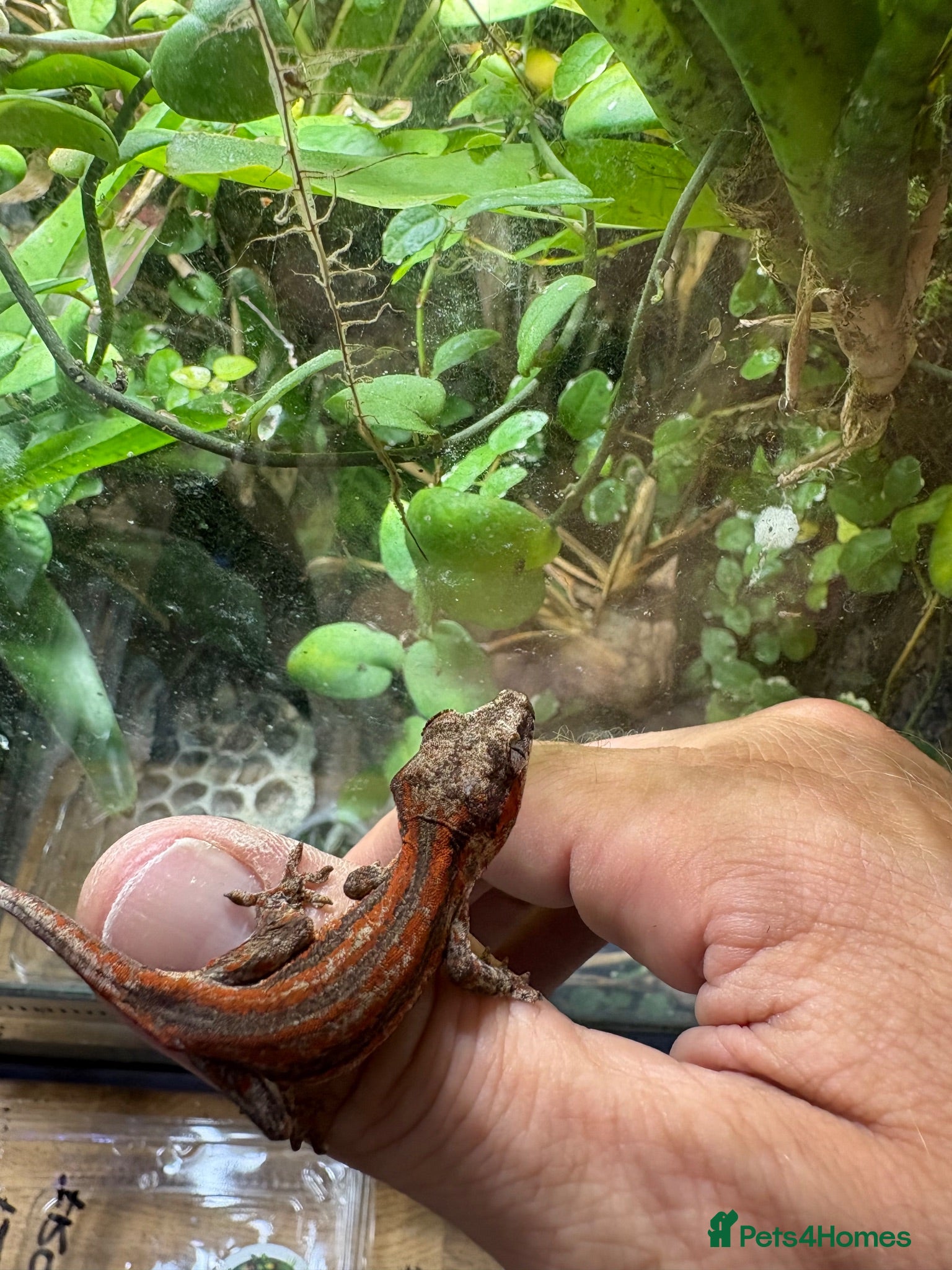Gecko reptiles Male and unsexed red gargoyle geckos.  - Advert 8