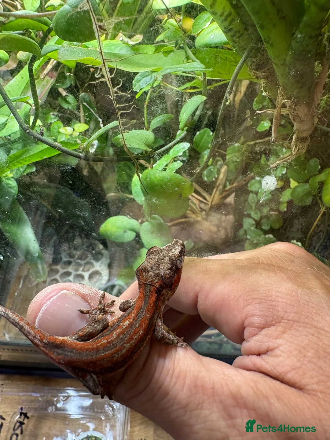 Gecko reptiles for sale: Male and unsexed red gargoyle geckos.  - Advert 1