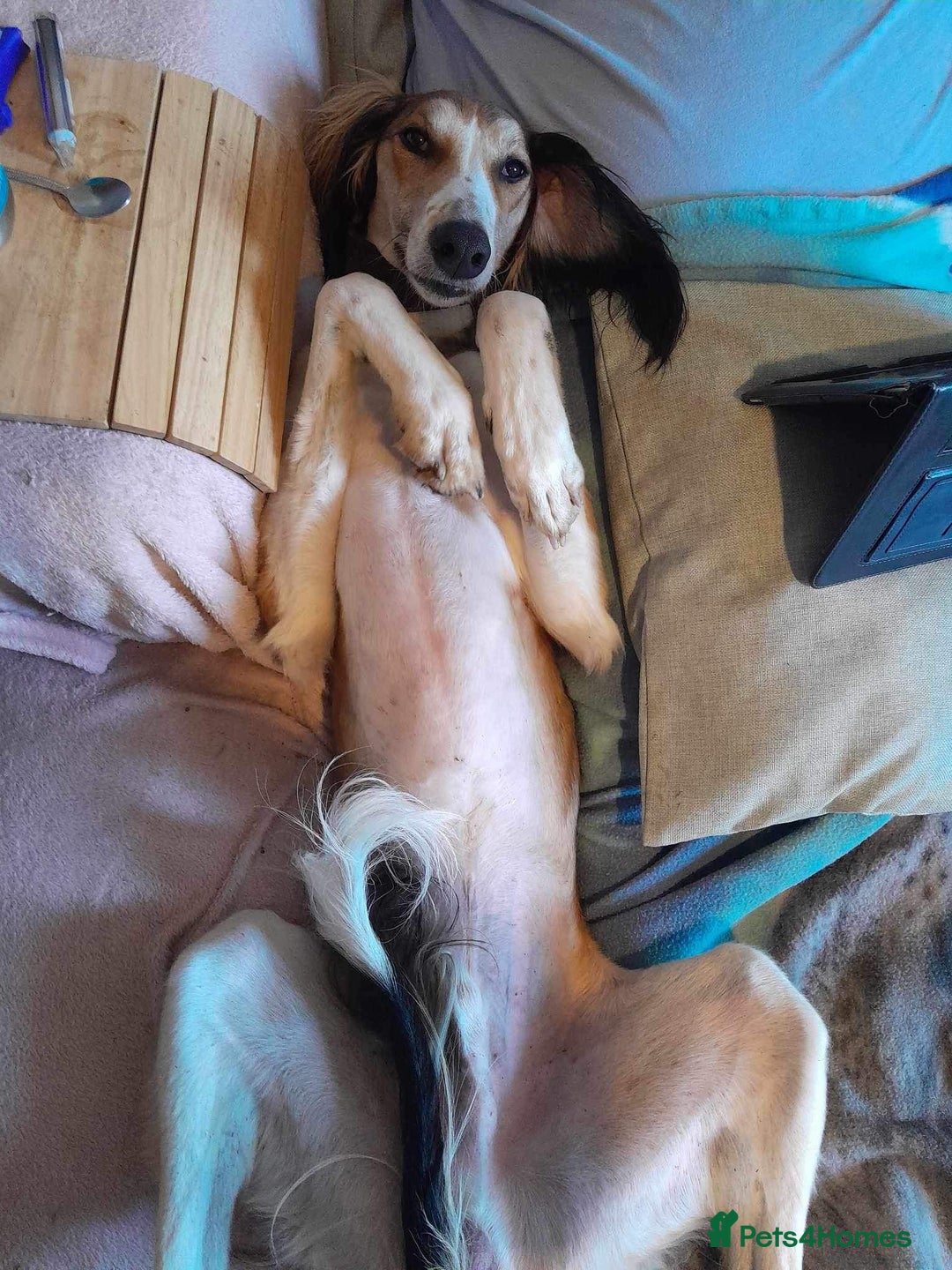 Saluki dogs for stud: KC Registered Saluki Stud in Liskeard - Advert 12