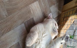 British Shorthair cats for sale: Champion lines for adoption  - Image 33