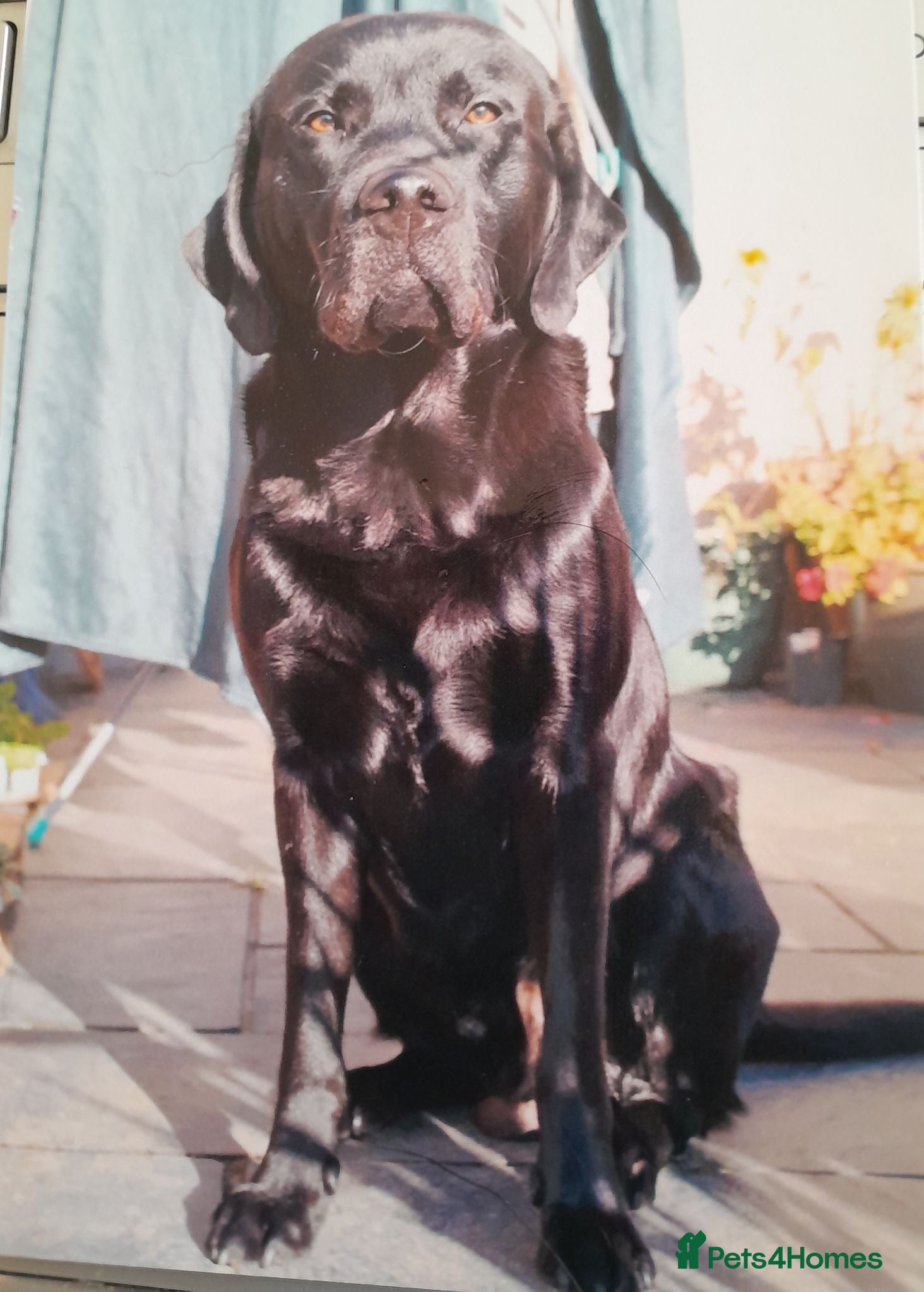 Labrador Retriever dogs KC Registered, fully health tested Labrador Stud - Advert 3