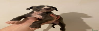 Italian Greyhound Puppy 1