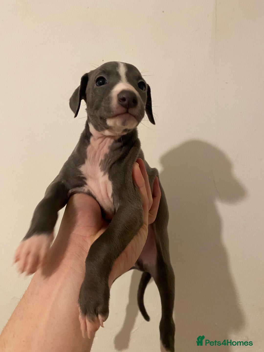 Italian Greyhound dogs for sale: Blue Italian greyhound - Advert 9