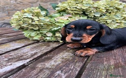 Miniature Dachshund dogs for sale: Miniature Short Hair Dacshund  - Image 5