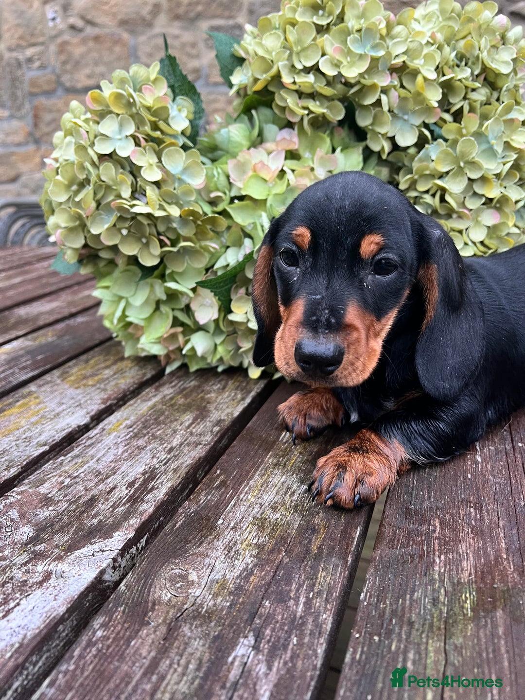 Miniature Dachshund dogs for sale: Miniature Short Hair Dacshund  - Image 5
