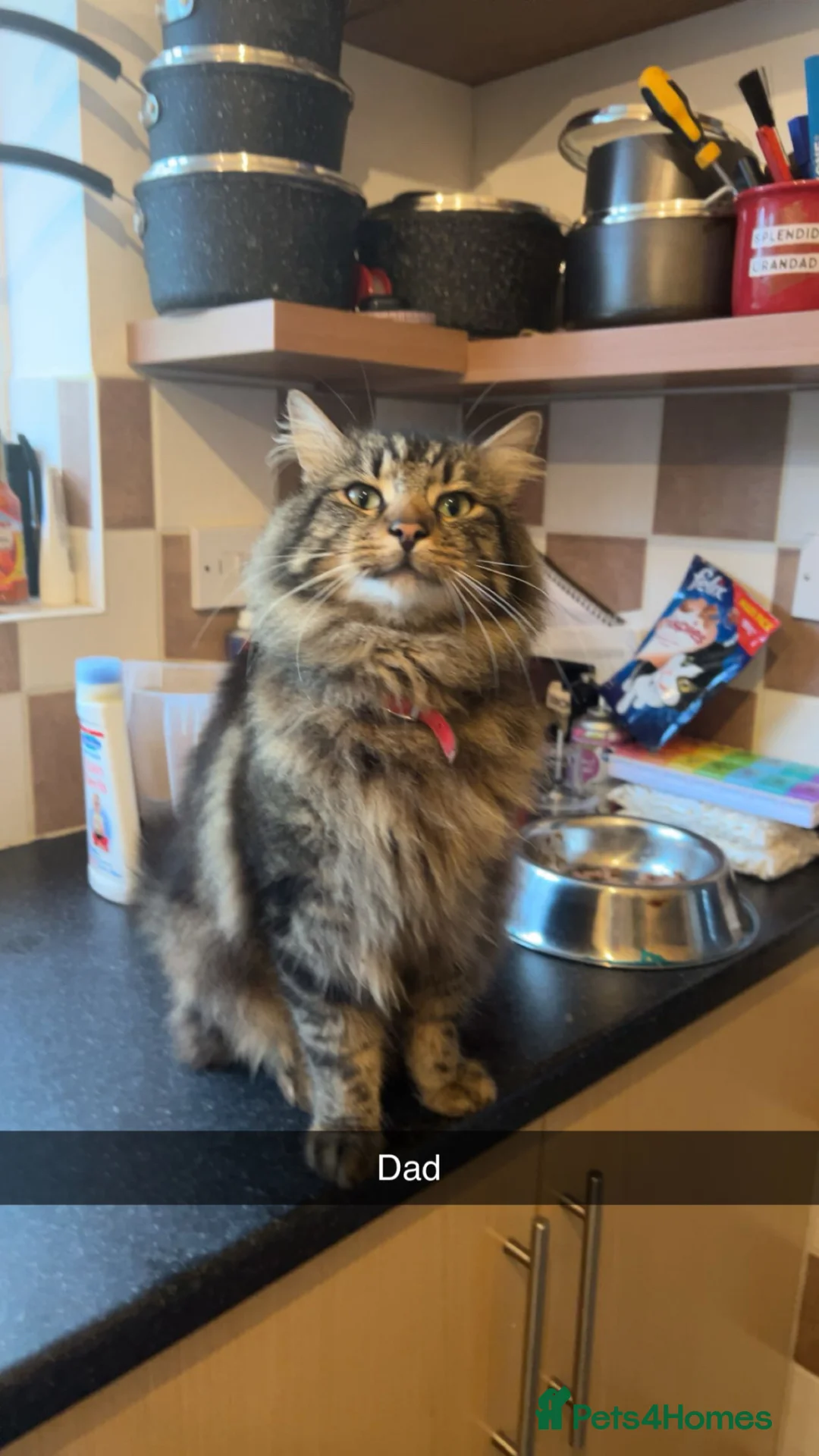 Mixed Breed cats for sale: Beautiful tortoiseshell x Siberian kittens  - Advert 2