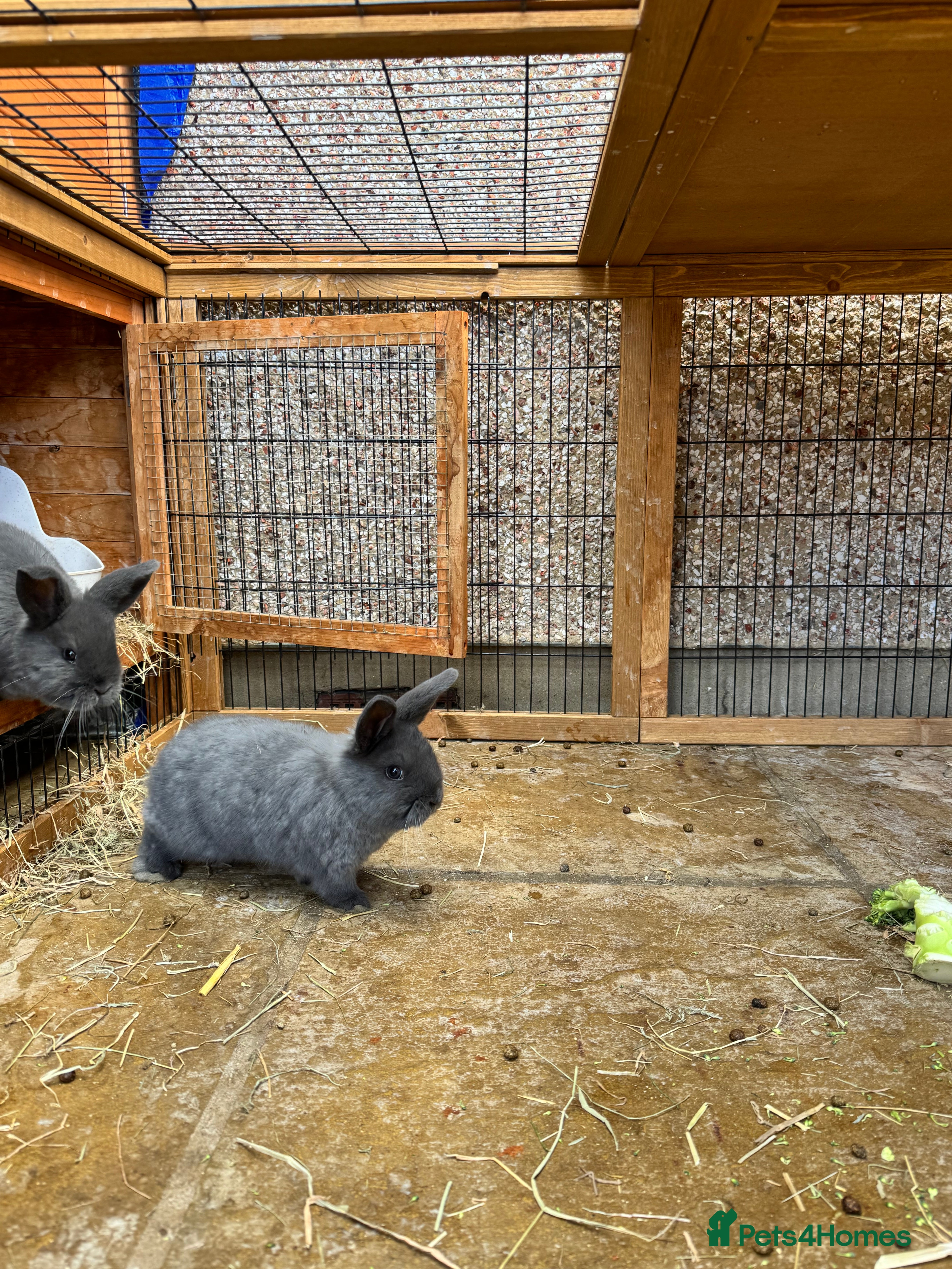 Mini Lop rabbits Mini lops - Advert 3
