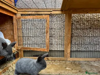 Mini Lop rabbits Mini lops - Advert 1