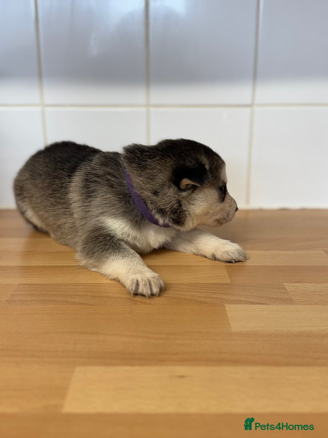 Shepsky dogs for sale: 7 beautiful Shepsky puppy’s available 🫶🏼 - Advert 8