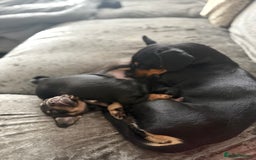 Mixed Breed dogs for sale: French bulldog X dauschaund - Image 7