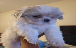 Shih Tzu dogs for sale: Ready now 🥰 Last Imperial ShihTzu Lavender Girl.  - Image 17