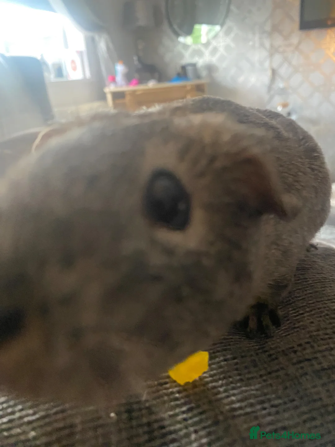 Guinea Pig rodents for sale: 2 female Guinea pigs  in East Boldon - Advert 8