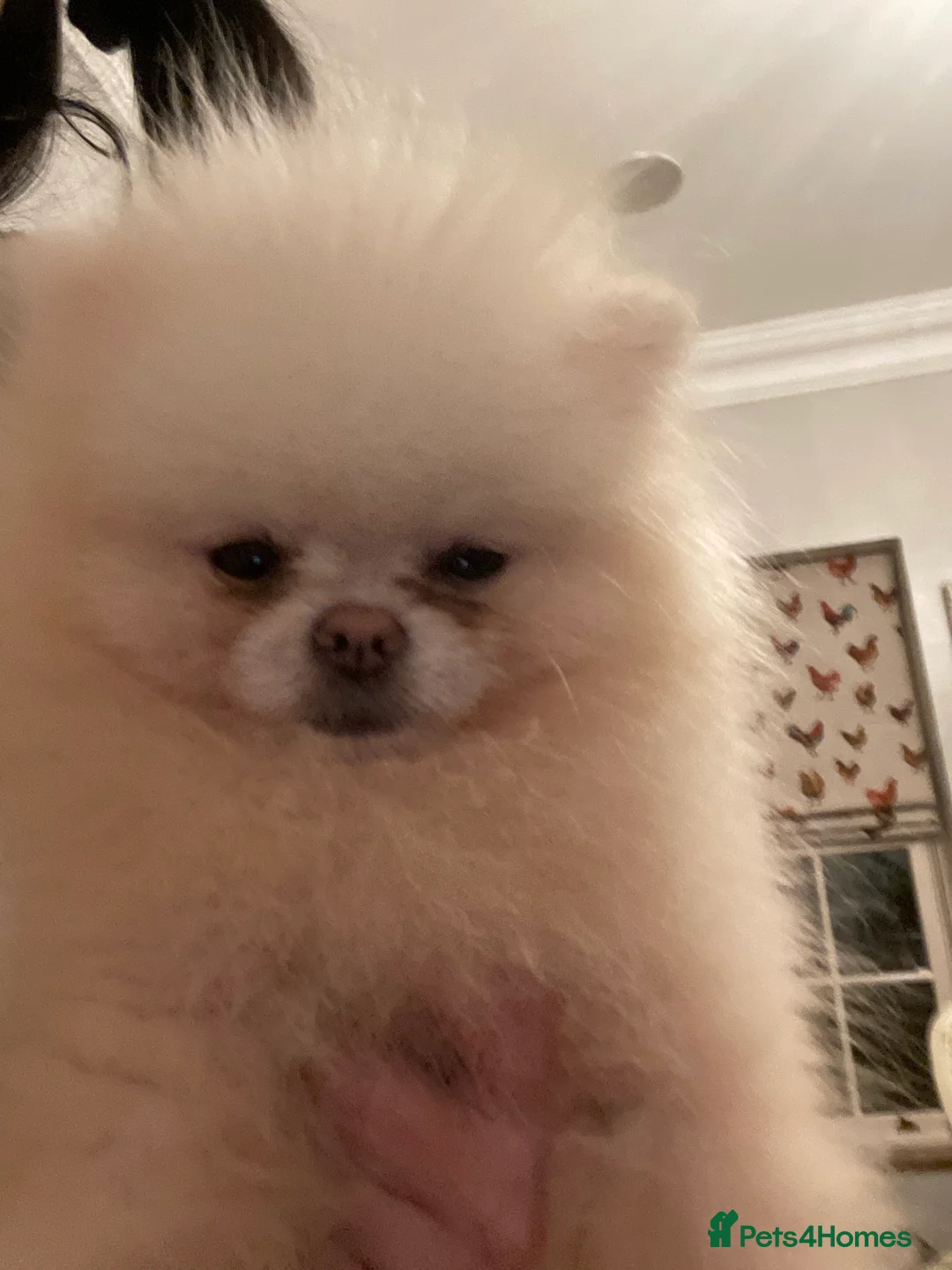 Pomeranian dogs for stud: Biggest Quality Pom StudTeam In uk  in Pontefract - Advert 29