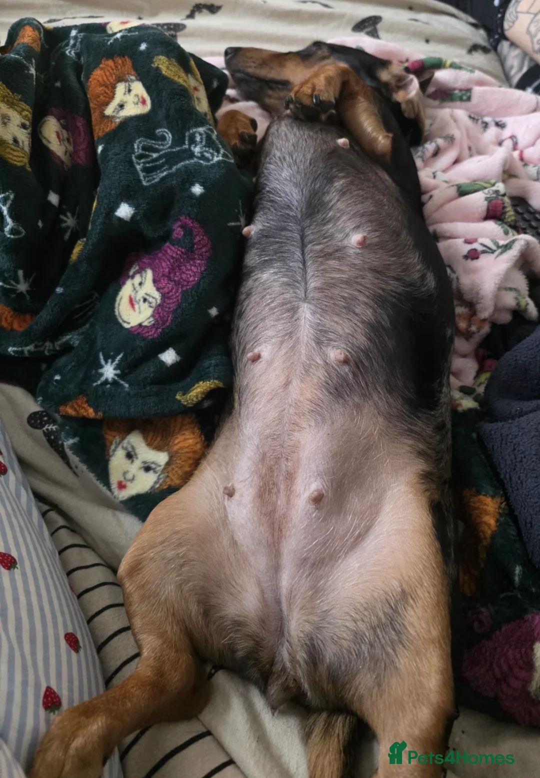 Dachshund dogs for stud: Dachshund Stud Wanted - Advert 4