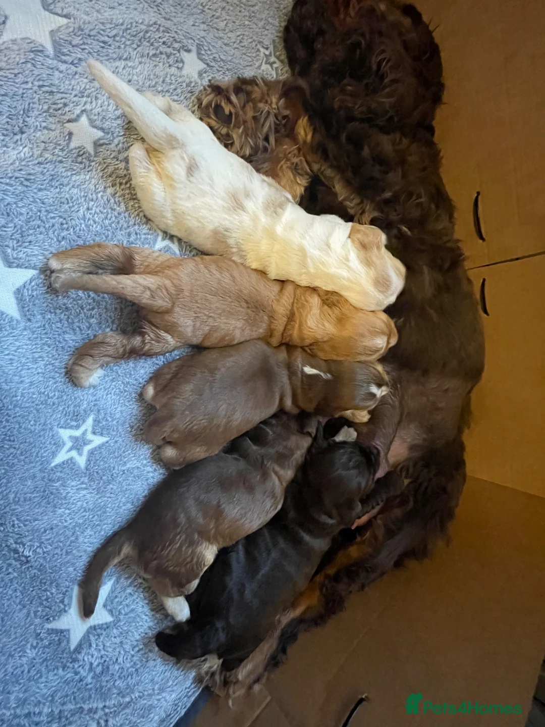 Cocker Spaniel dogs for sale: KC registered show cocker spaniel puppies - Advert 14