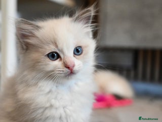 Ragdoll cats Ready to leave 1st Feb, TICA reg Ragdoll kittens - Advert 3
