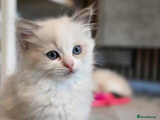 Ragdoll cats Ready to leave 1st Feb, TICA reg Ragdoll kittens - Advert 14