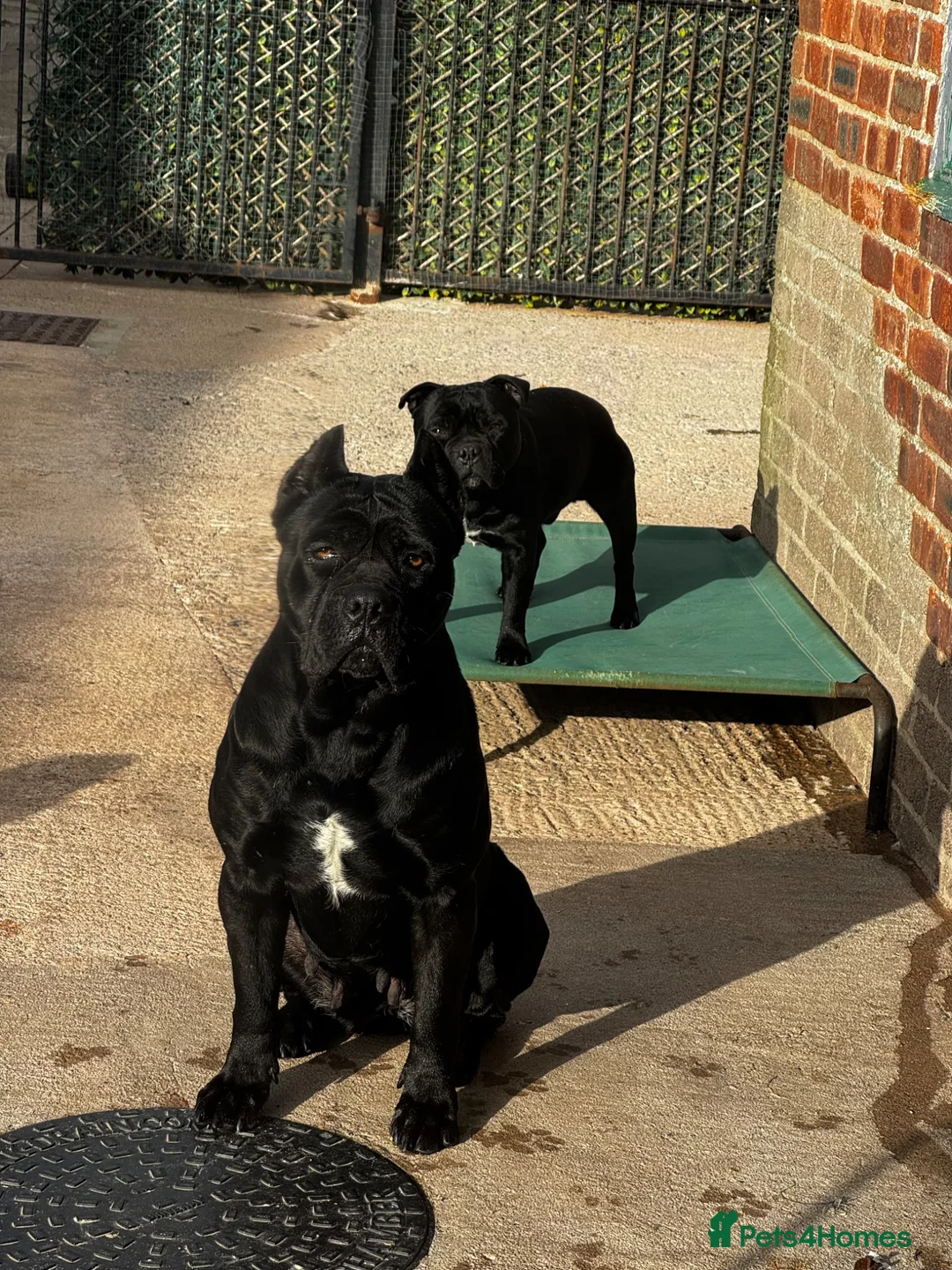 Cane Corso dogs for sale: Quality cane corso puppies  - Advert 5