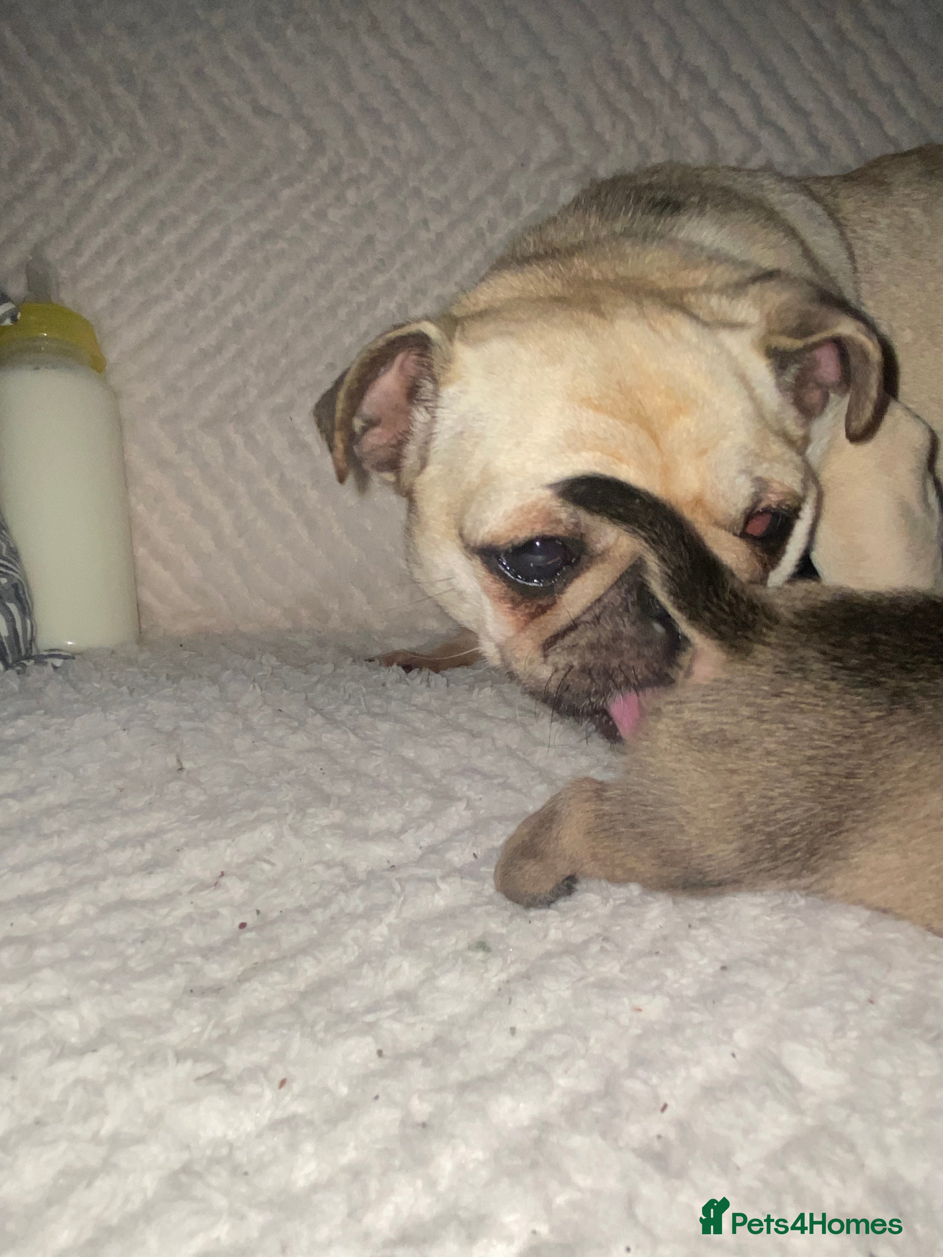 Chug dogs 3 beautiful chug puppy’s 😍🏡 - Advert 2