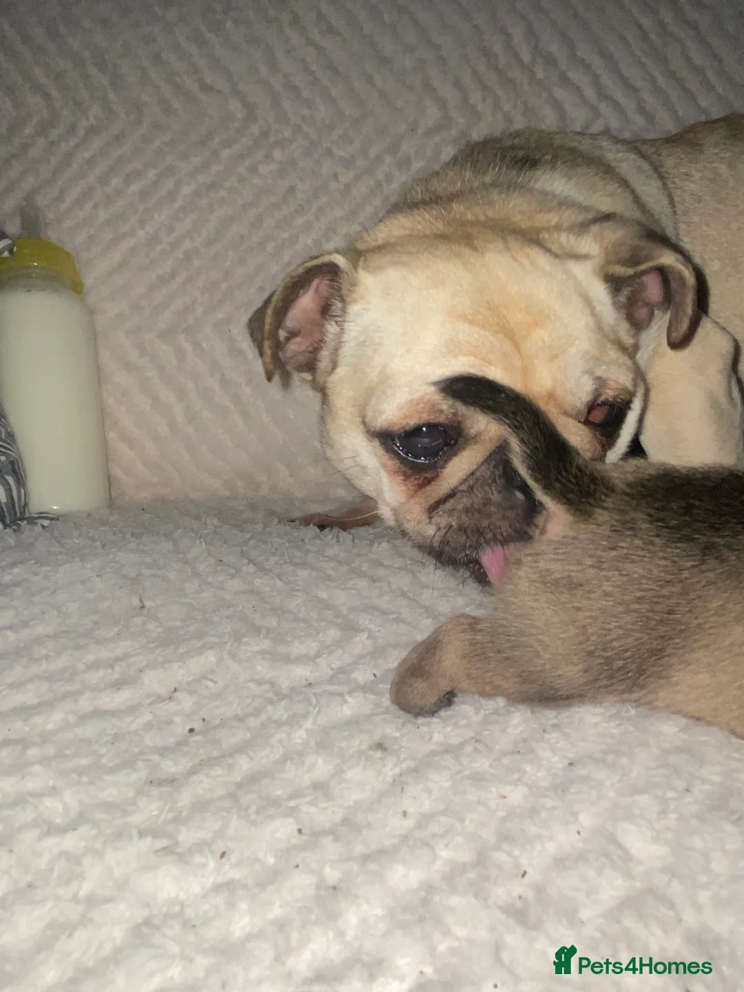 Chug dogs for sale: 3 beautiful chug puppy’s 😍🏡 - Advert 1