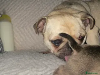 Chug dogs 3 beautiful chug puppy’s 😍🏡 - Advert 2