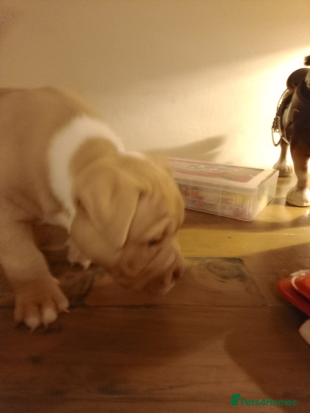 American Bully dogs for sale: American pocket bully  - Image 4