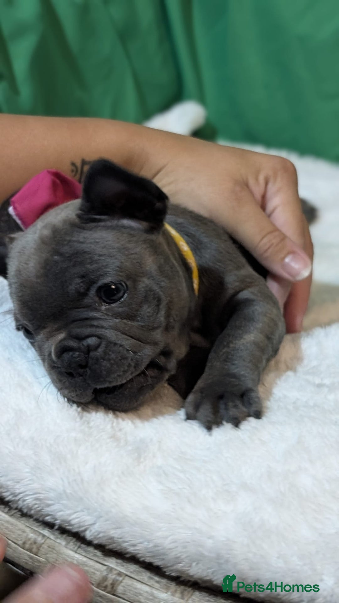 French Bulldog dogs for sale: Stunning French bulldog puppies 🐕 - Image 15