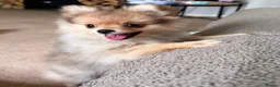 Pomeranian dogs for sale: RUSSIAN CHAMPION KC FEMALE POMERANIAN  - Advert 4
