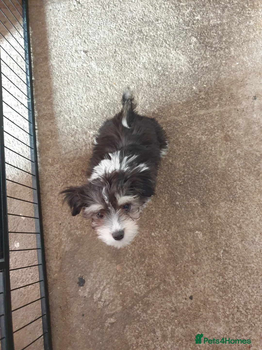 Mixed Breed dogs for sale: Malchi - Advert 2