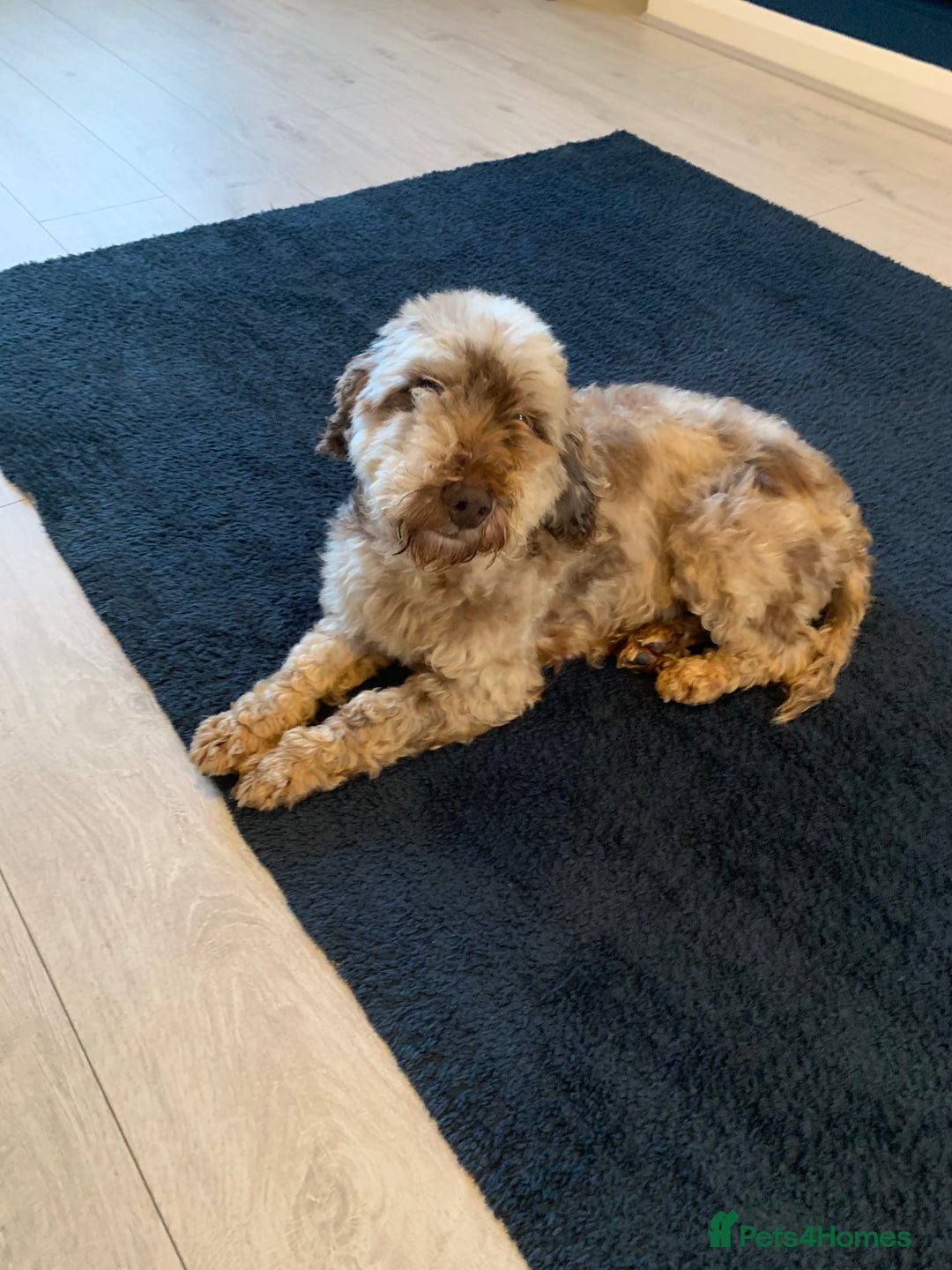 Cockapoo dogs for sale: Beautiful adult Cockapoo.  - Image 2