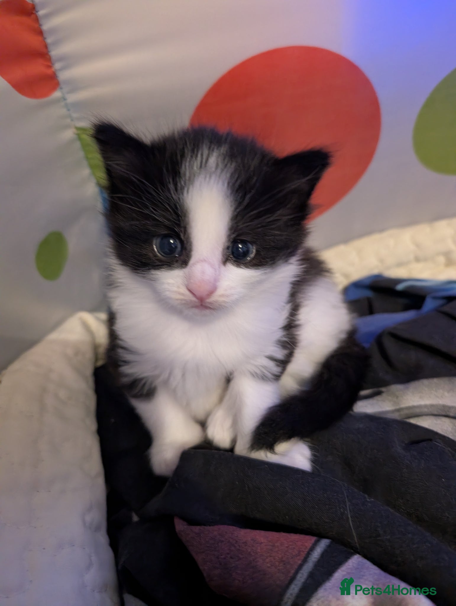 Mixed Breed cats Fluffy female and male kitten - Advert 1